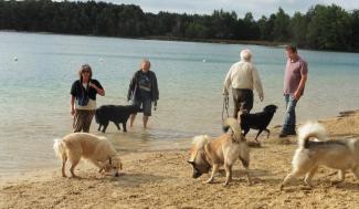 Honden aan het water in de hondenzone