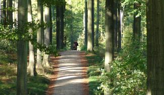 Dreef in het bos