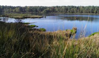 Landschapsbeeld vijver