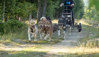 Honden trekken kar