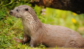 otter