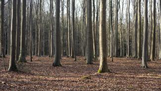 beukenbos in de winter
