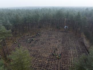 bomen planten