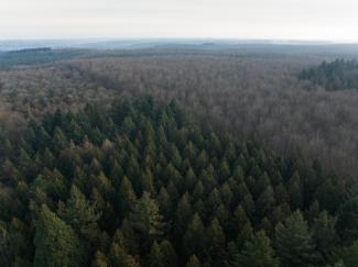 luchtbeeld Hallerbos