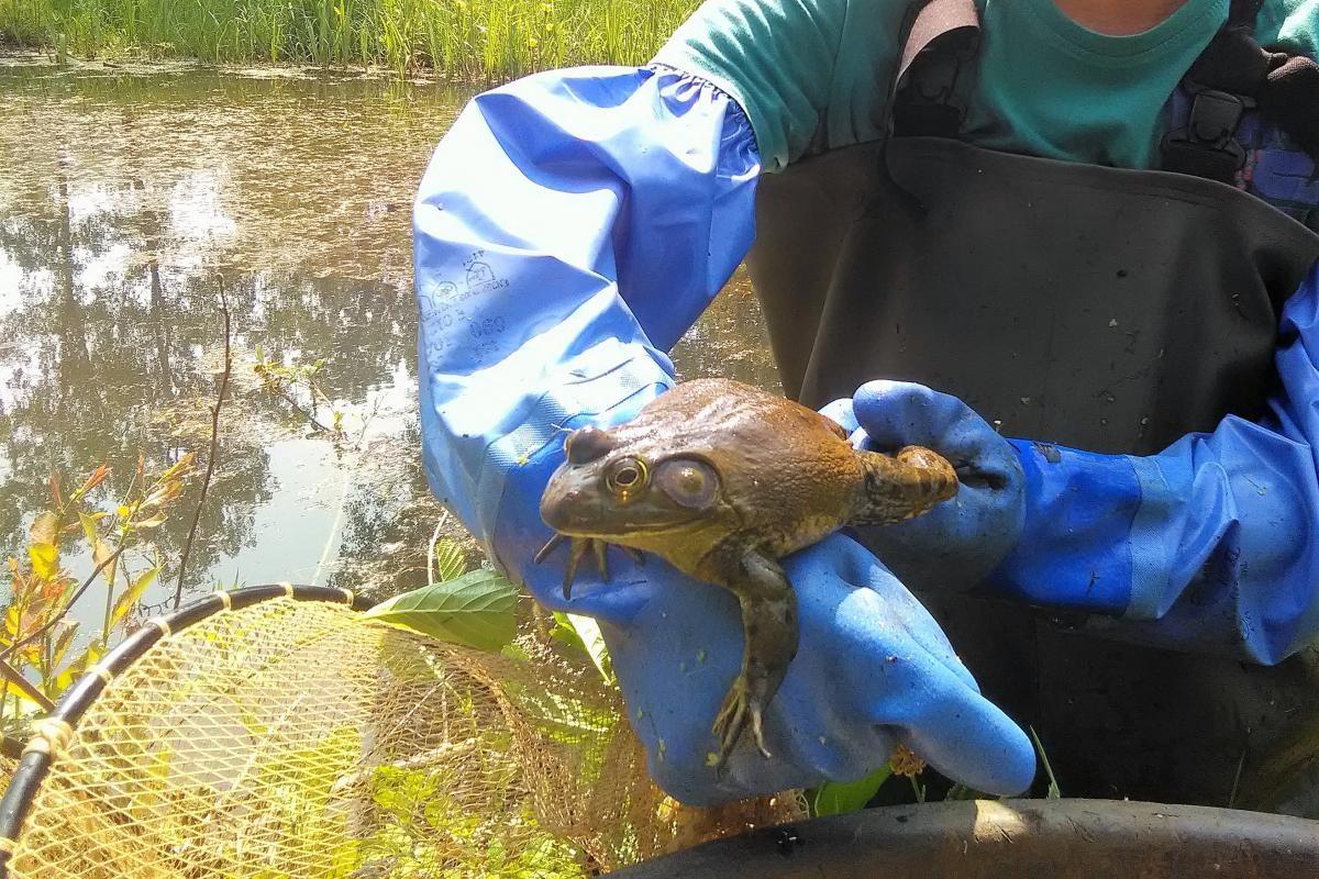 Een volwassen stierkikker, gevangen met een fuik