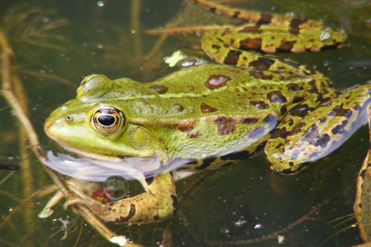 Een inheemse groene kikker, met duidelijk zichtbare ruglijsten en lichte lengtestreep. De trommelvlies is ook kleiner dan het oog.