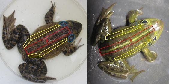 Links een stierkikkers, rechts een inheemse kikker. De verschillende herkenningskenmerken zijn gemarkeerd: de trommelvliezen (A), lengtestreep (B) en ruglijsten (c).