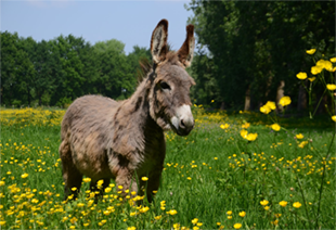 Ezel in een grasveld vol boterbloemen