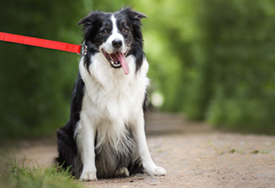 Hond aan de lijn op wandelpad
