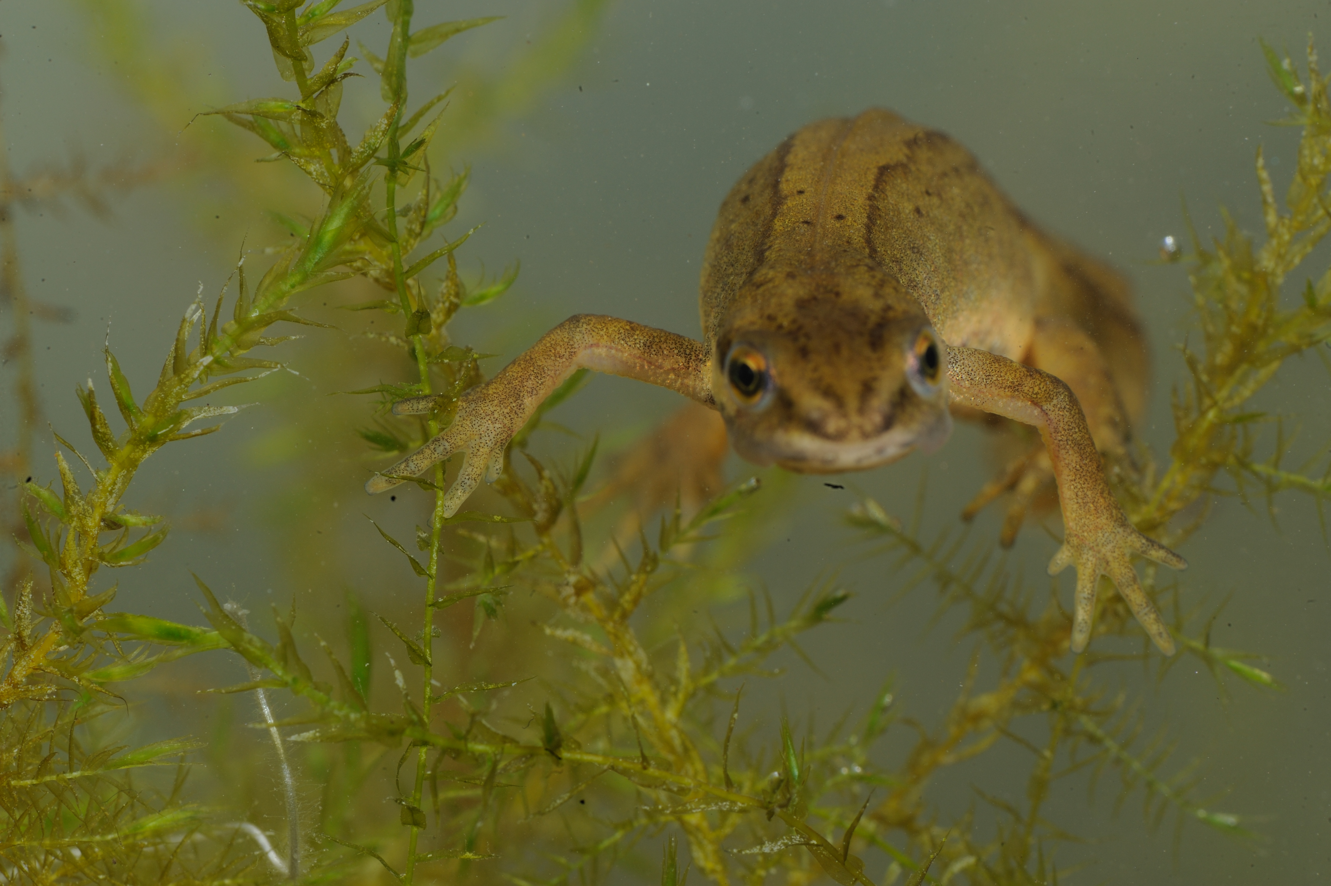 Kleine watersalamander 
