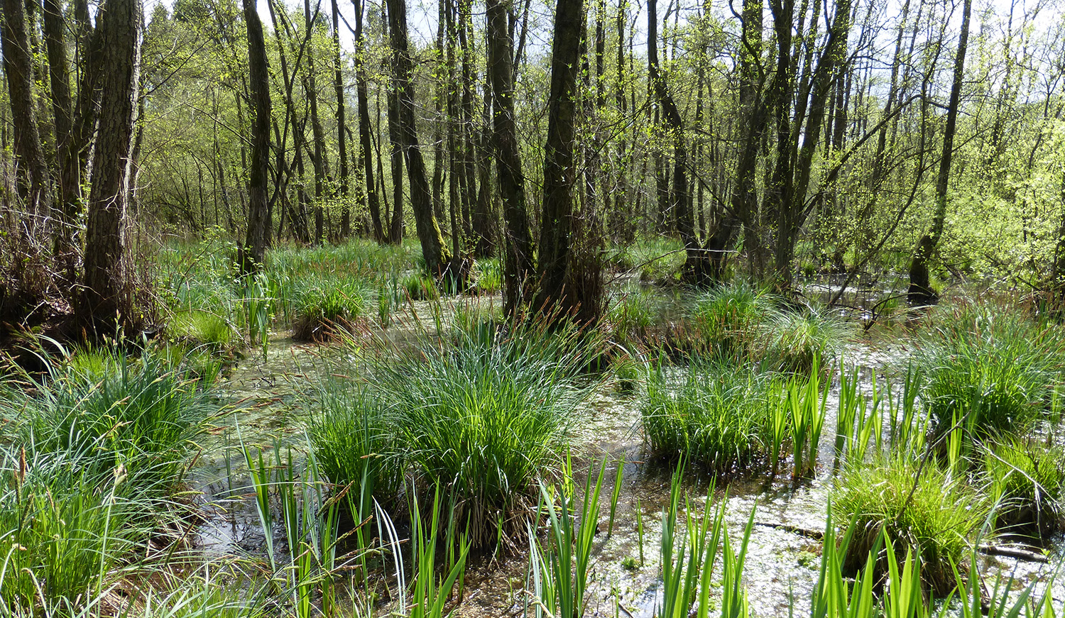 Vijver met planten