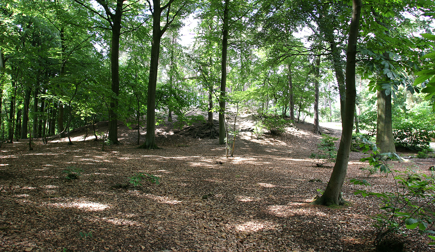 Zicht op bos