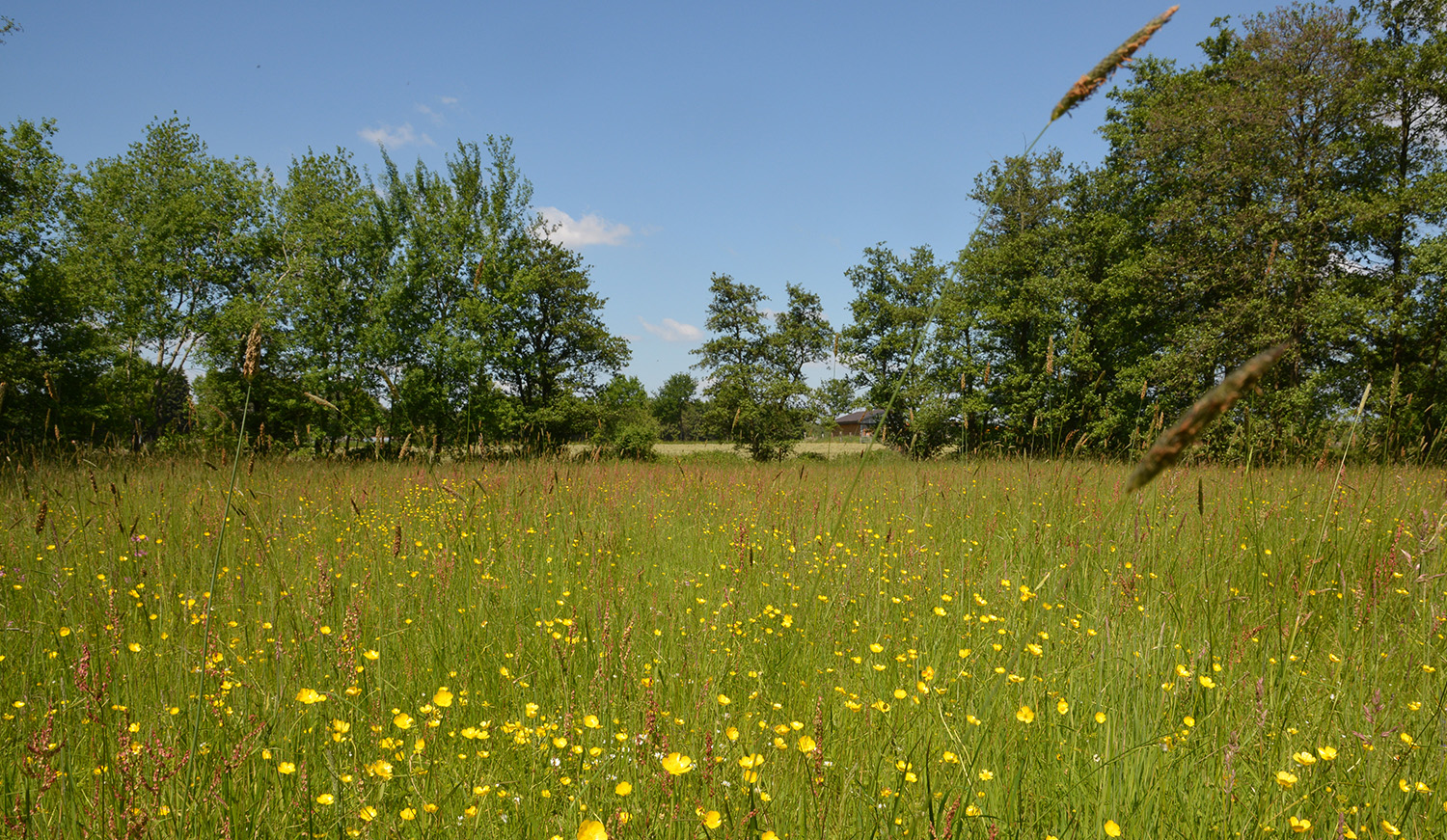 Bloemenweide