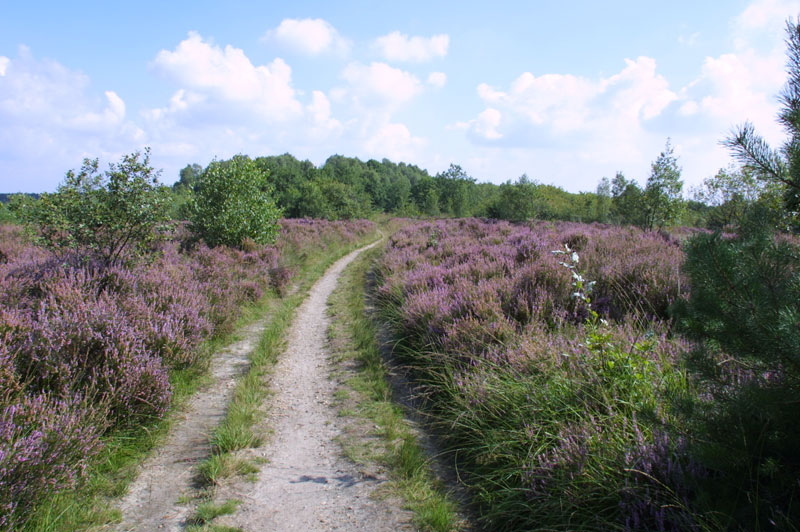 Mechelse Heide © Marc de Vos