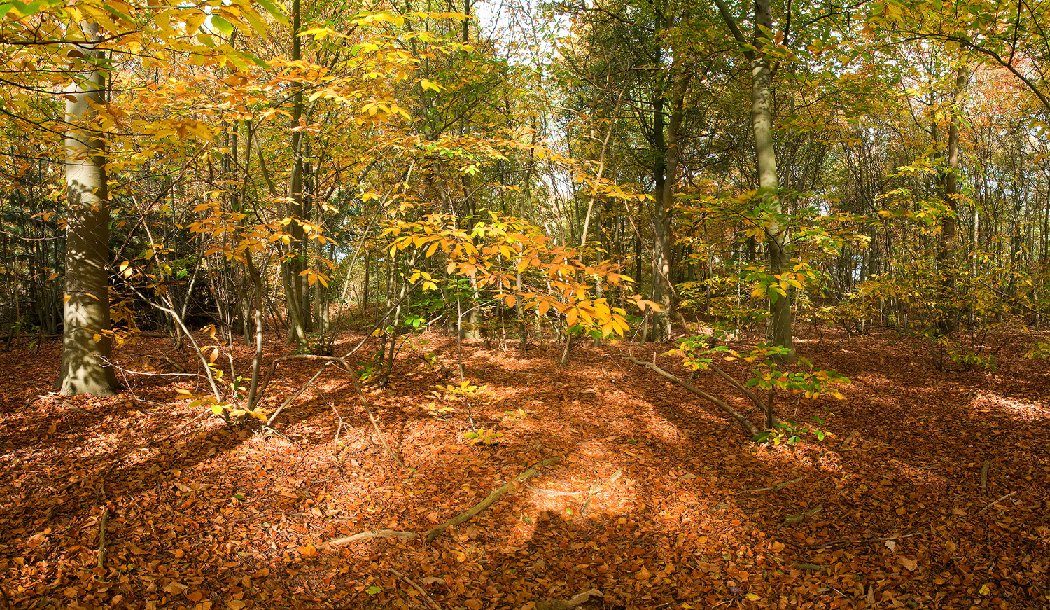 Landschapsfoto