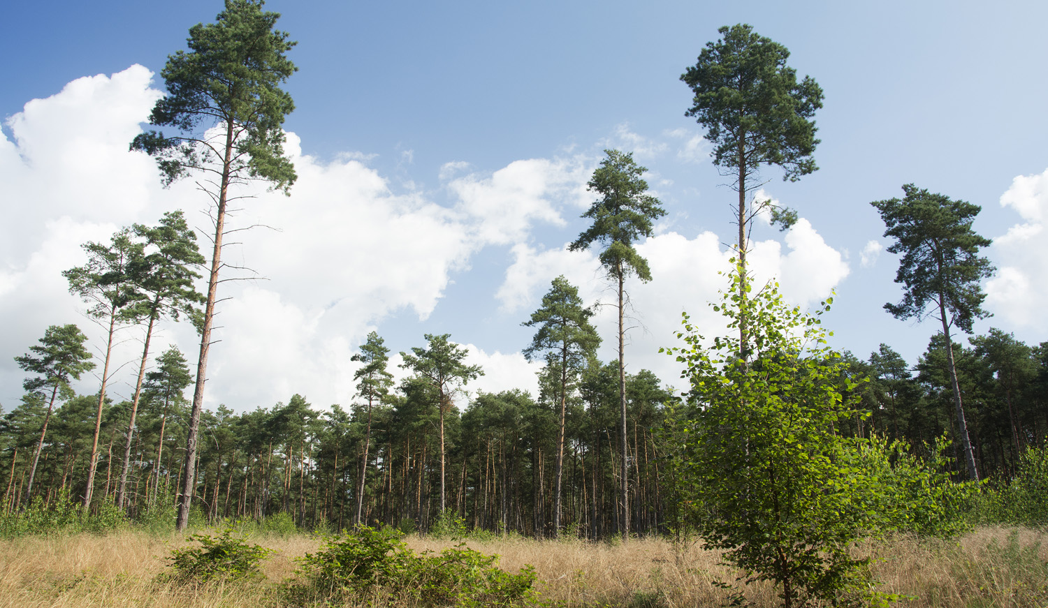 Landschapsbeeld