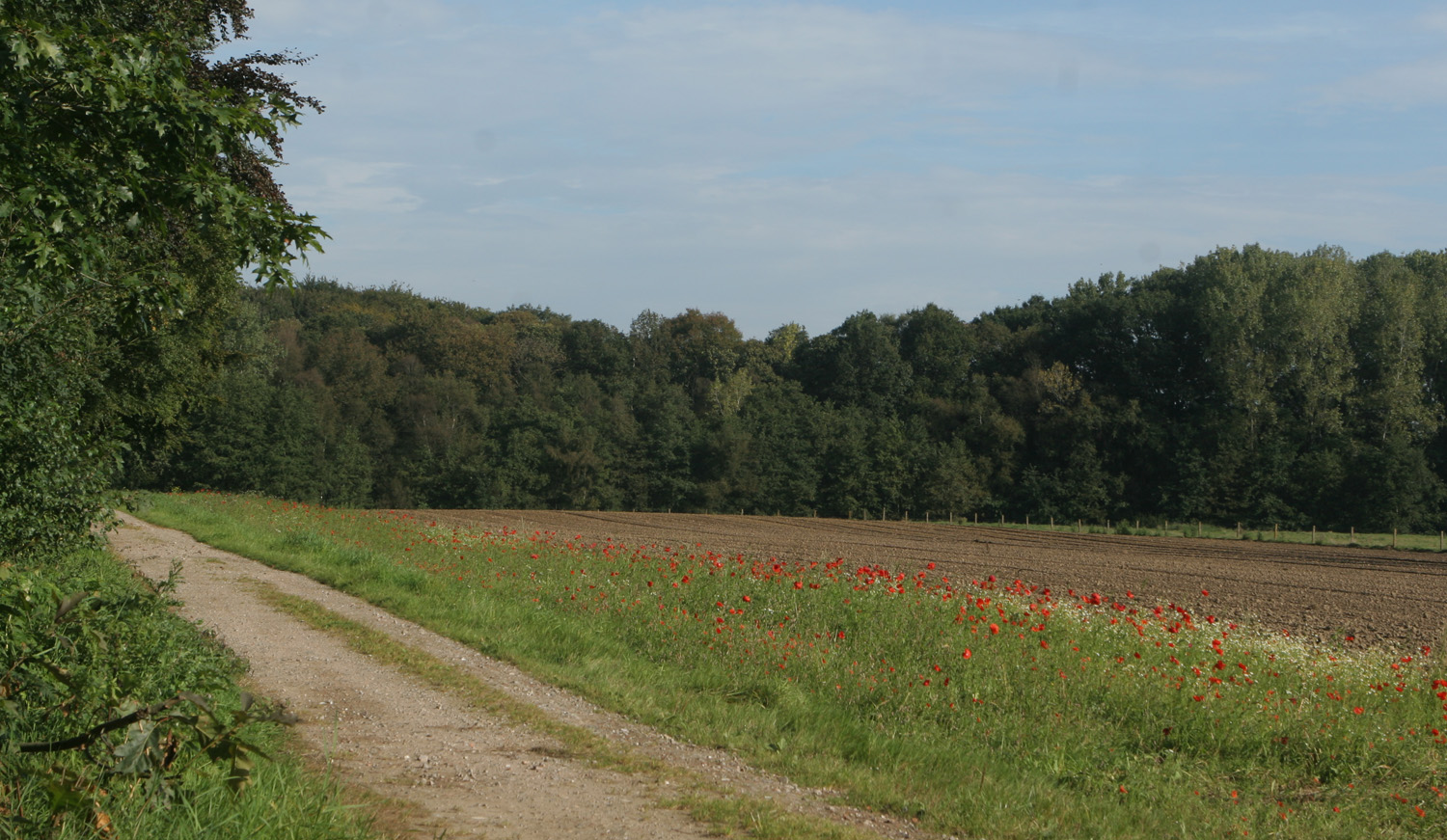 Landschapsbeeld