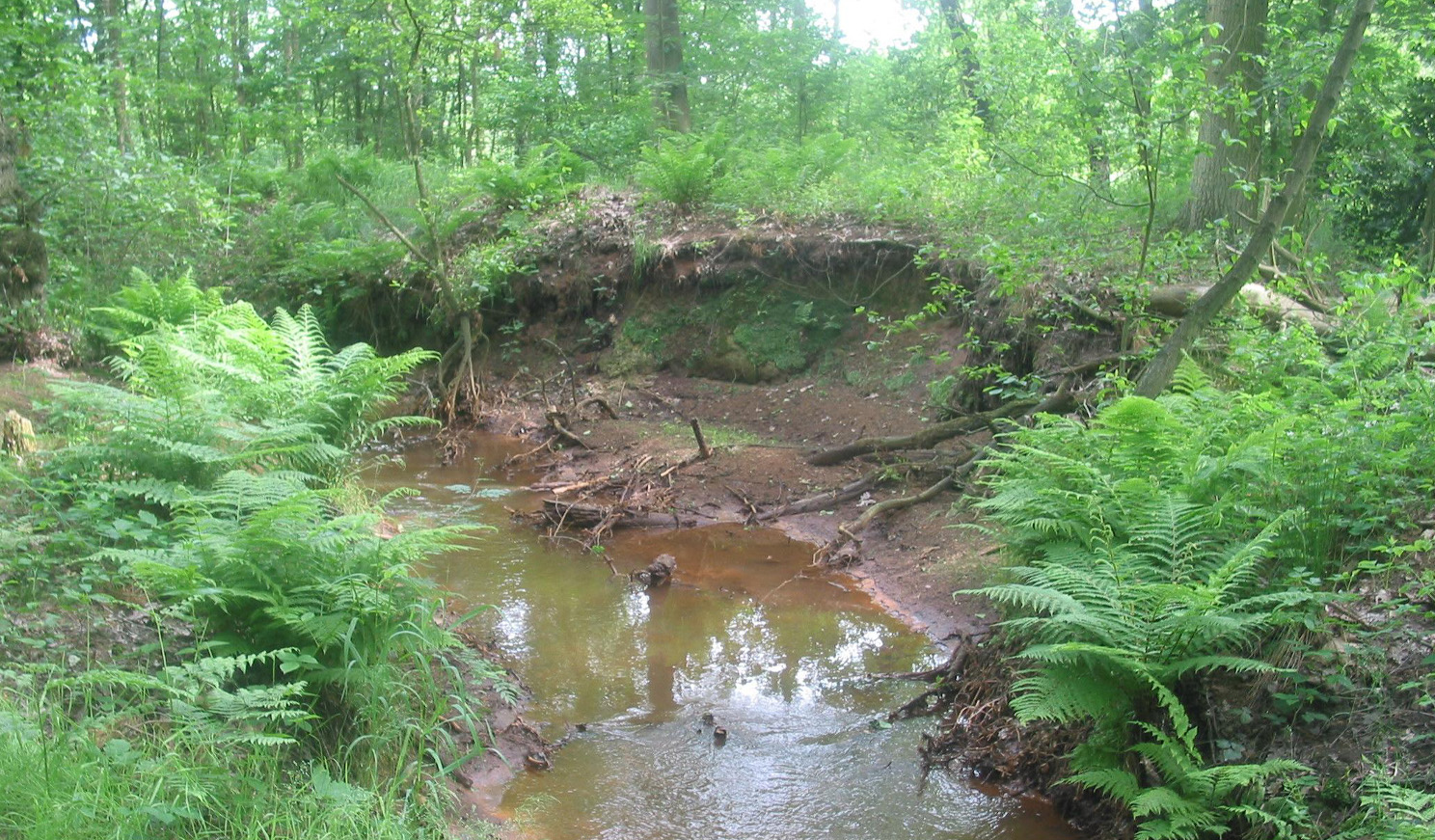 Beek in het bos