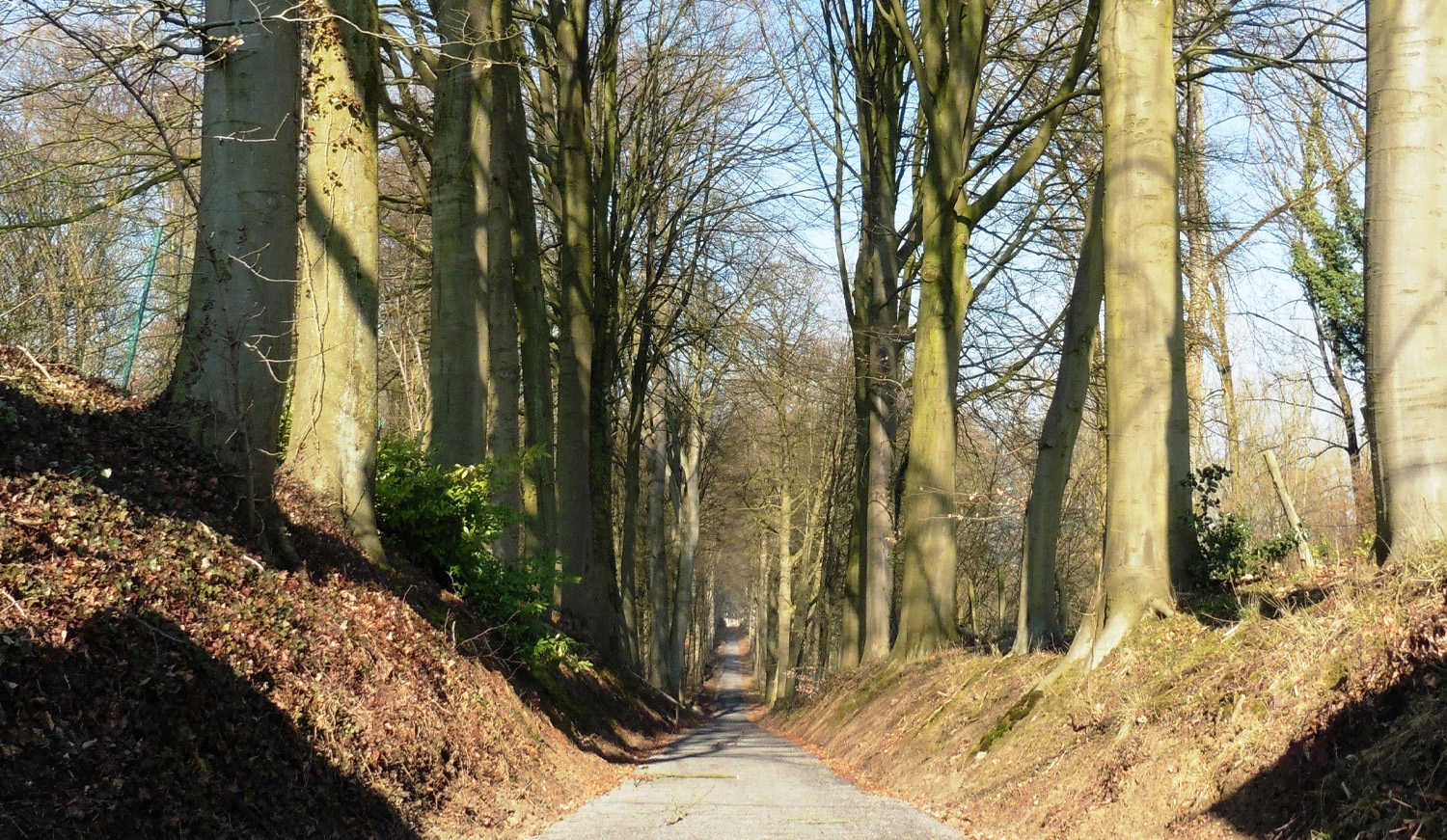 Dreef in het bos