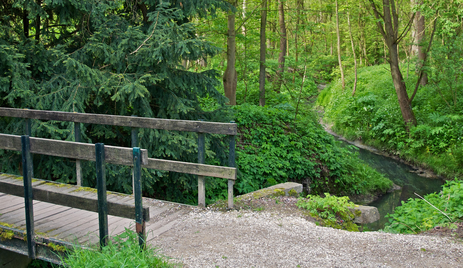 Brug in het bos