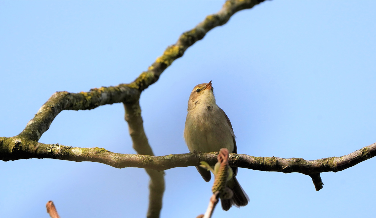 Tjiftjaf (vogel)