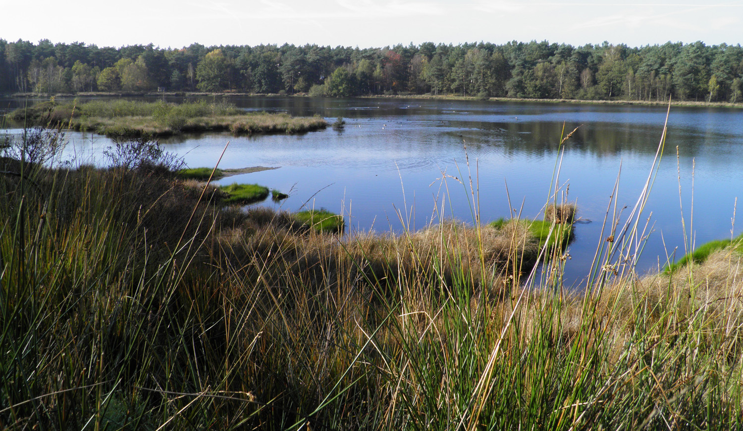 Landschapsbeeld vijver