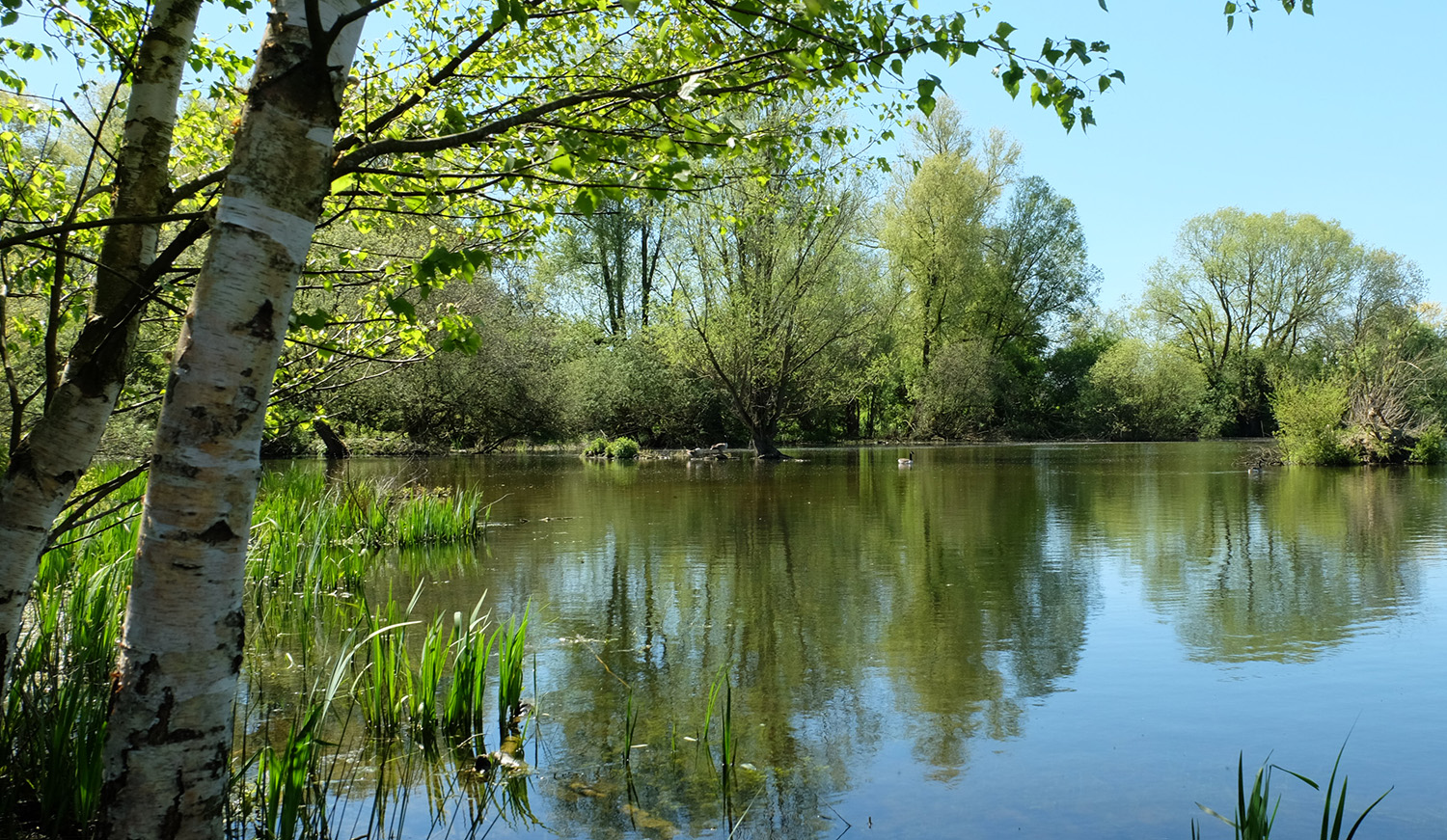 Vijver